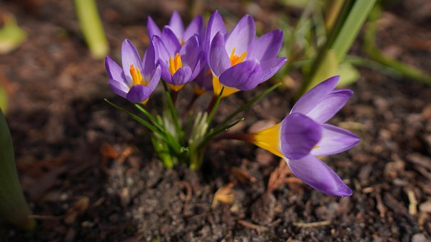 Blumen, Krokus, Knospen, Feder, Flora