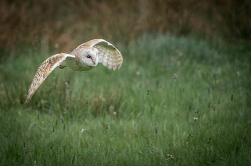 Free Owl Bird photo and picture