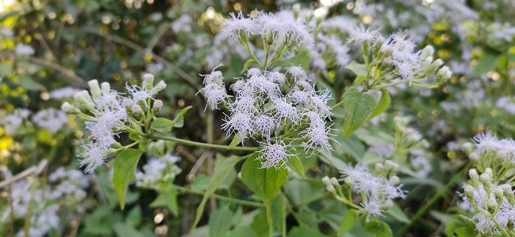 Free Nature Flowers photo and picture