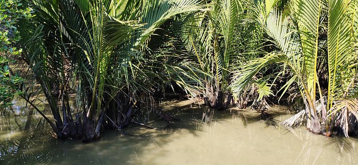 Free Nipa Palm Plants photo and picture