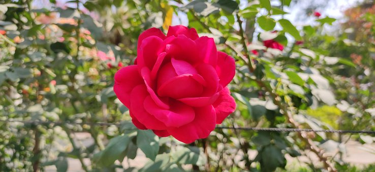 Free Rose Flower photo and picture