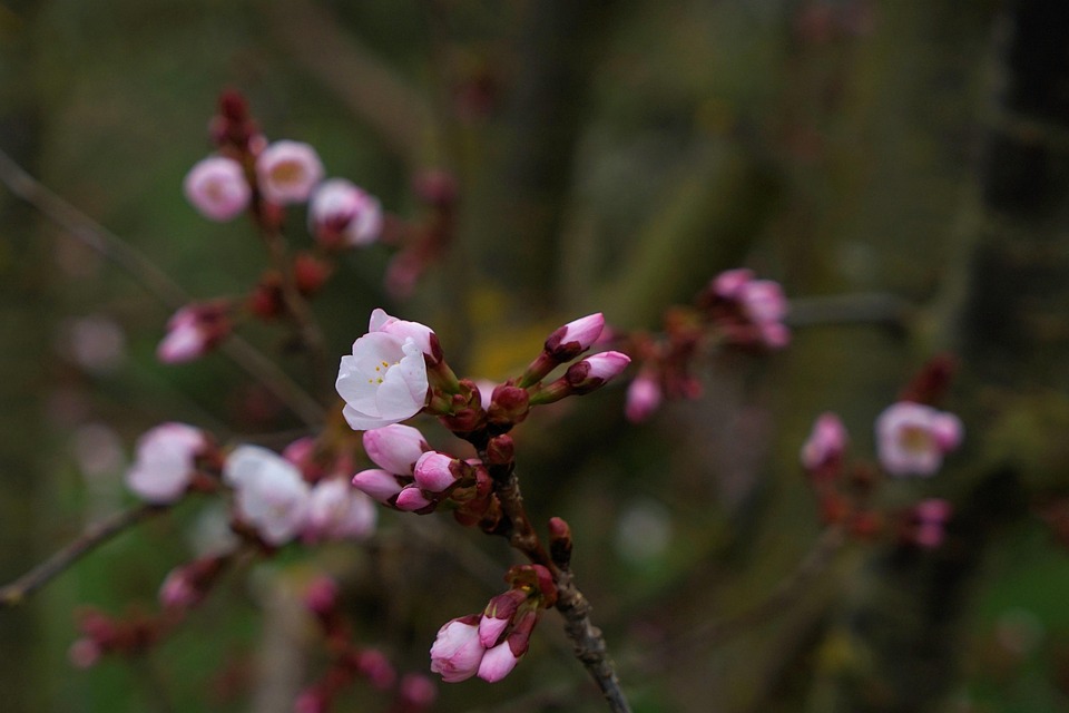 kirschbl-ten-blumen-knospen-kostenloses-foto-auf-pixabay-pixabay