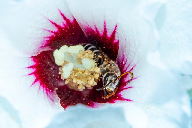 Free Bee Flower Wallpaper photo and picture