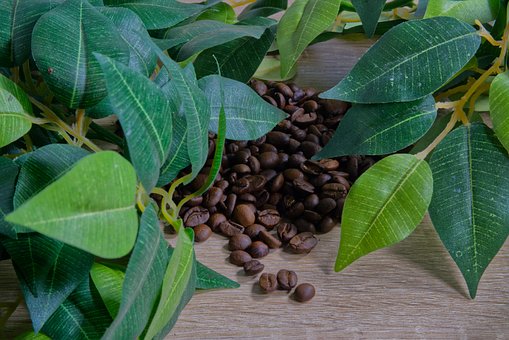 Free Coffee Coffee Beans photo and picture