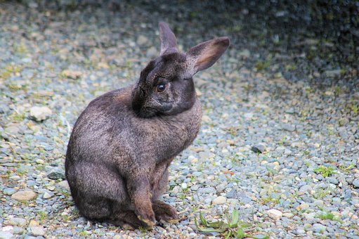 Free Bunny Rabbit photo and picture