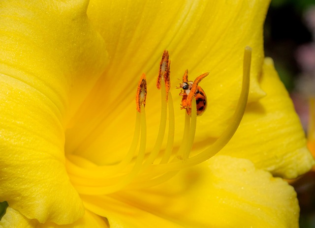 Free Flower Yellow photo and picture