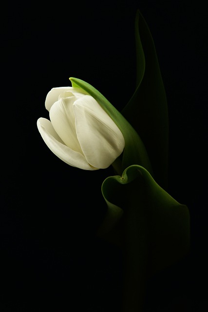 Free Tulip Flower Wallpaper photo and picture
