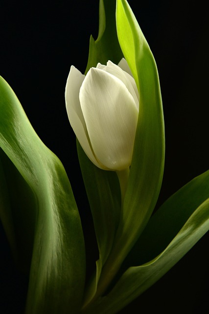 Free Tulip Flower Wallpaper photo and picture