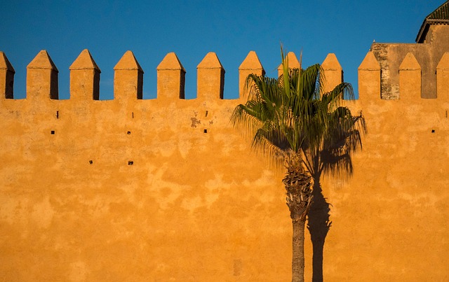 Free Palm Tree Wall photo and picture