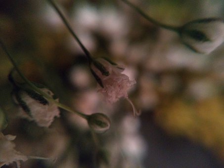 Free Flower Nature illustration and picture