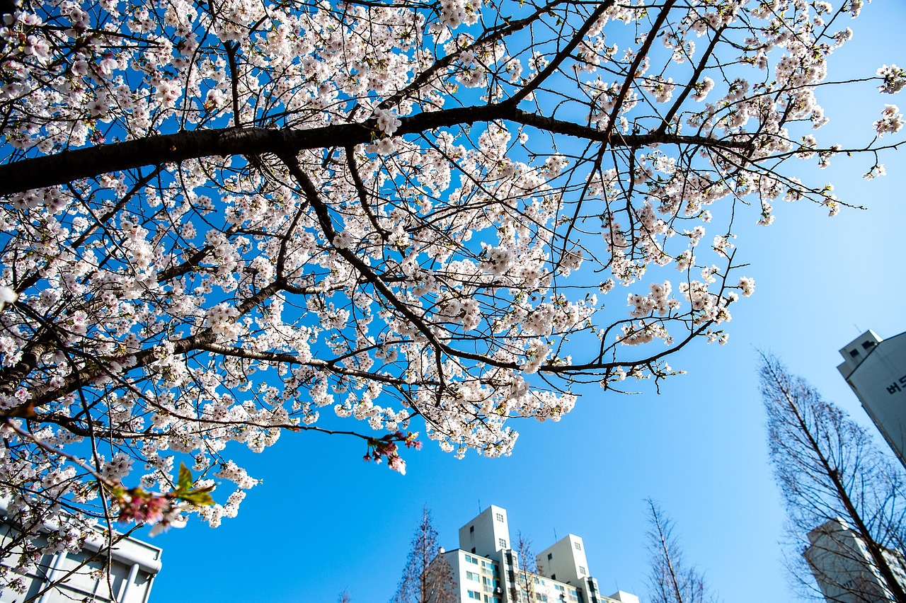 Fleur Printemps De Cerisier - Photo gratuite sur Pixabay - Pixabay