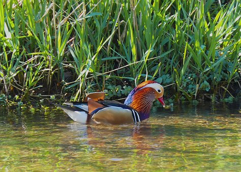 Ente, Mandarinente, Gefieder