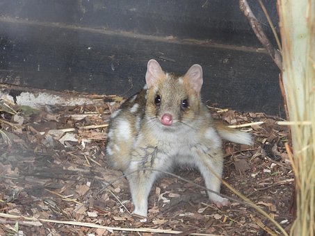 Free Eastern Quoll Marsupial photo and picture