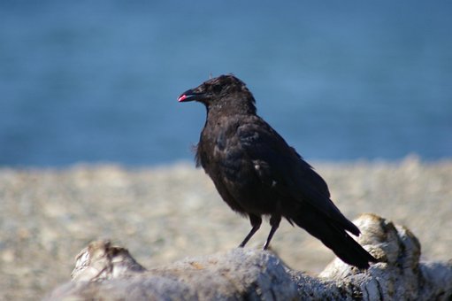 Free Birds Raven photo and picture