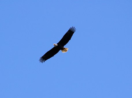 Free Bald Eagle Blue Sky photo and picture