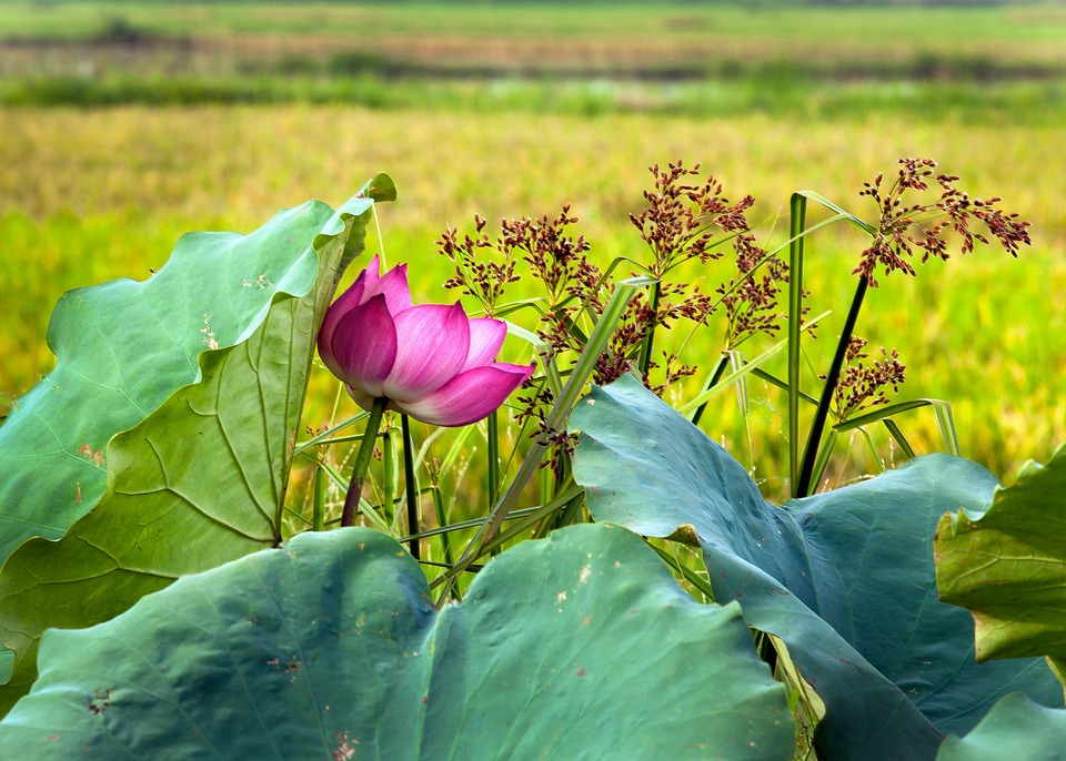 蓮の花 稲の花 蓮の葉 Pixabayの無料写真