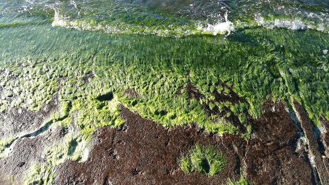 Free Sea Algae photo and picture
