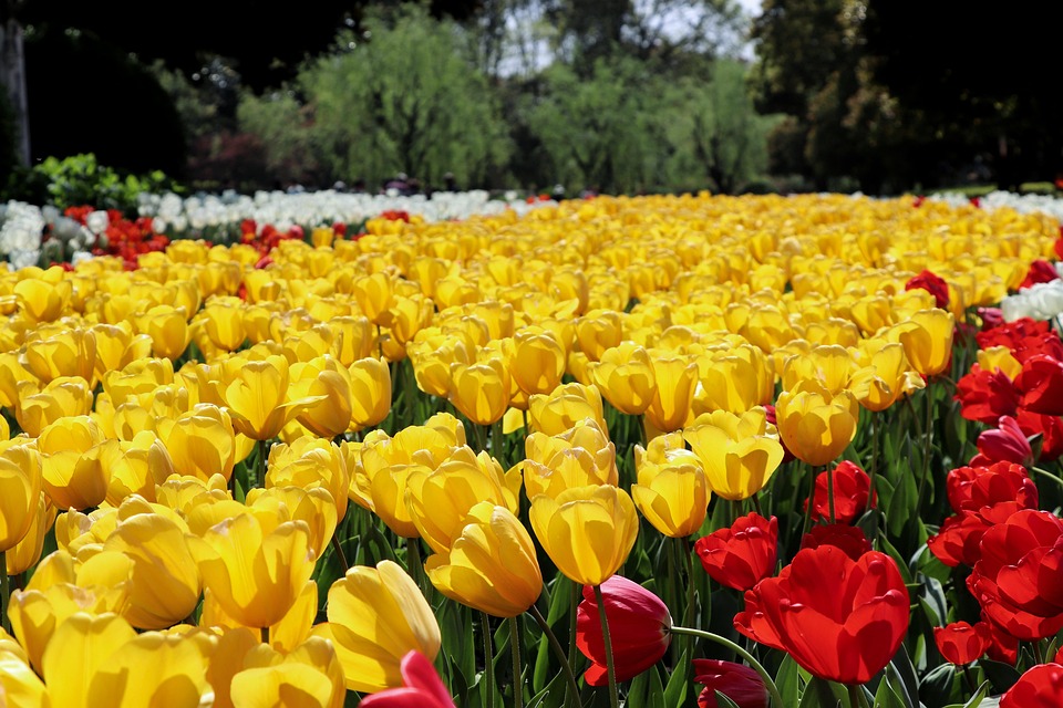 Tulips Flowers Garden Free photo on Pixabay