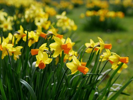 Free Easter Bells Yellow photo and picture