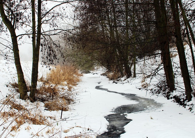 Free River Forest photo and picture