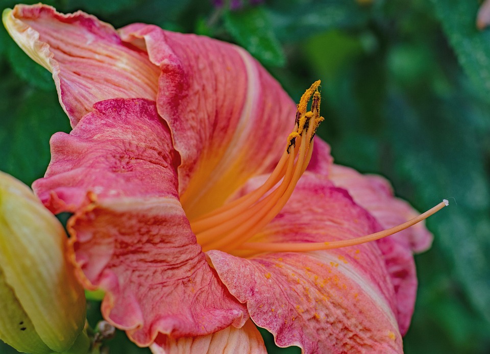 キスゲが印象的な Daylily 花 Pixabayの無料写真