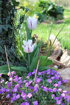 Free Purple Violet photo and picture