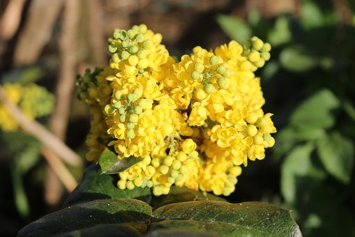 Free Mahonia Yellow photo and picture