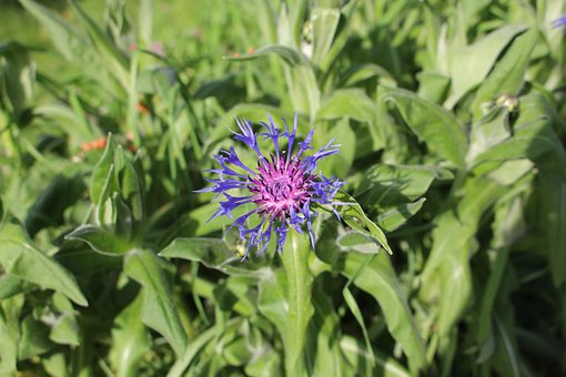 Free Blueberry Blue photo and picture