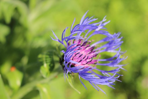 Free Attractive Blue photo and picture
