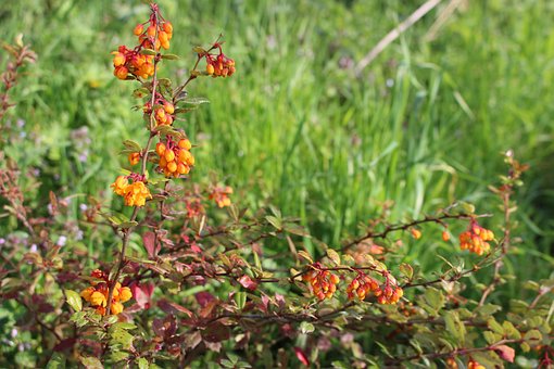 Free Flower Orange photo and picture