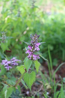 Free Knife Flower photo and picture