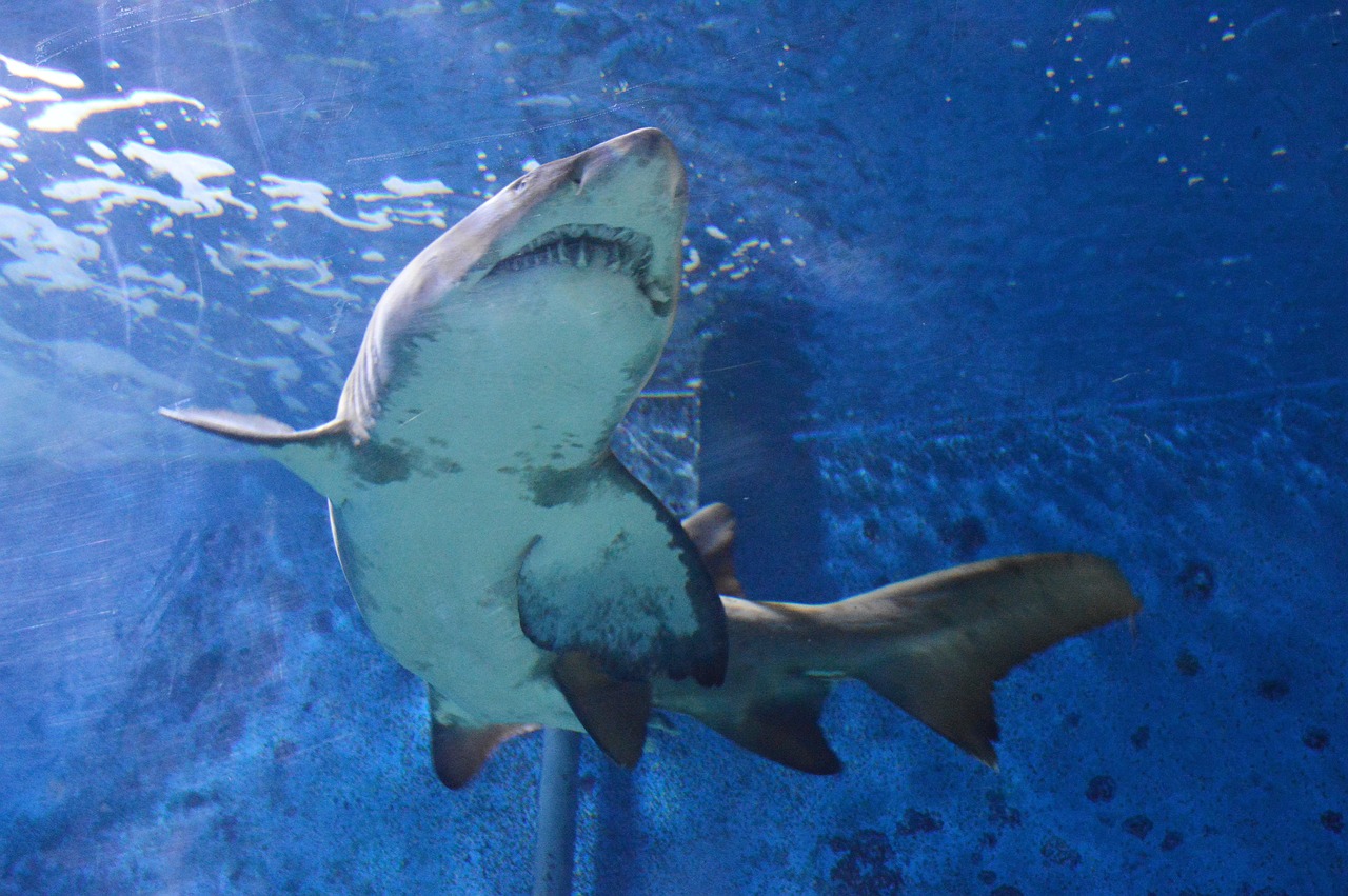 Requin Mer Requin Mer Ocean - Photo gratuite sur Pixabay - Pixabay