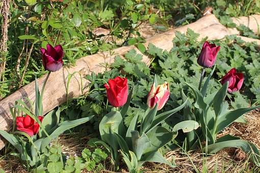 Free Tulips Garden photo and picture