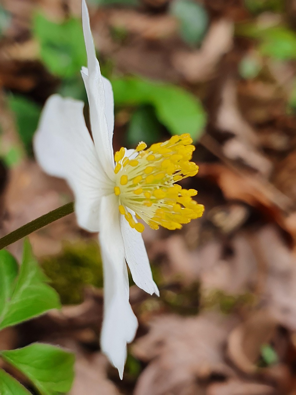 Wood Anemone Flower Plant Free photo on Pixabay Pixabay