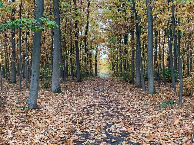 Deciduous Path Forest Path Deciduous - Free photo on Pixabay - Pixabay