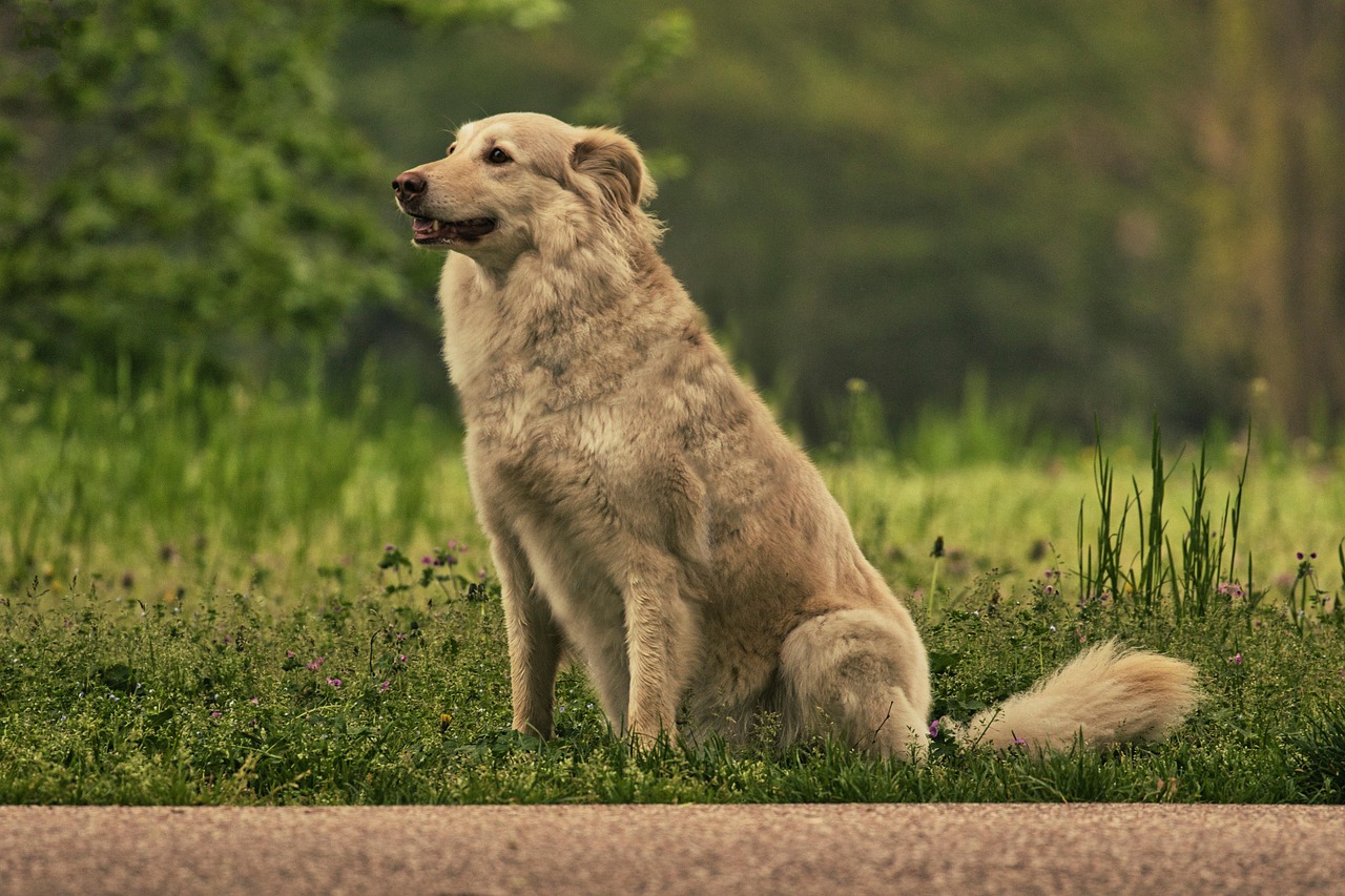 Sitting Careful Curious Free Photo On Pixabay Pixabay