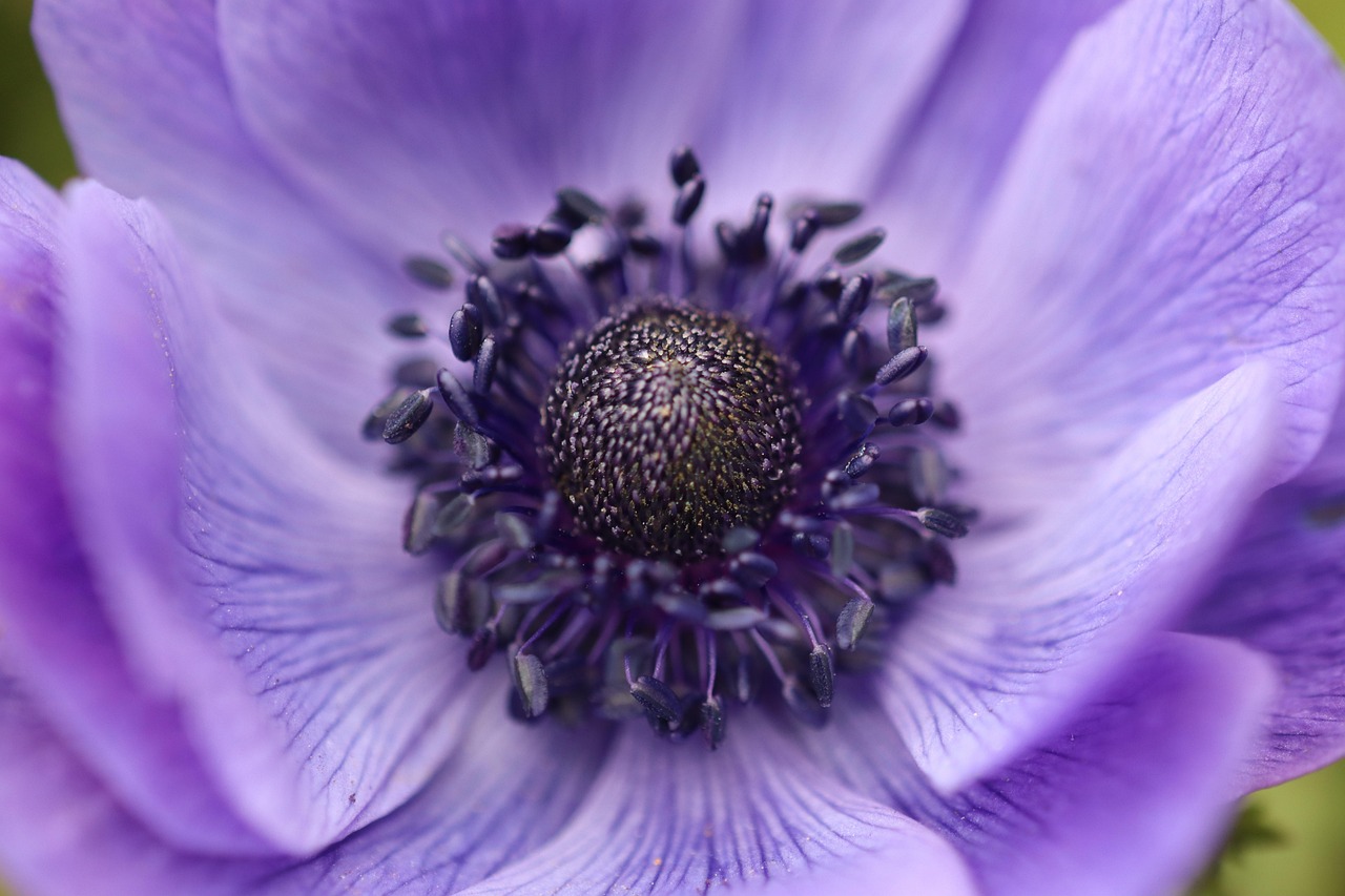 Crown Anemone - free online jigsaw puzzle photo
