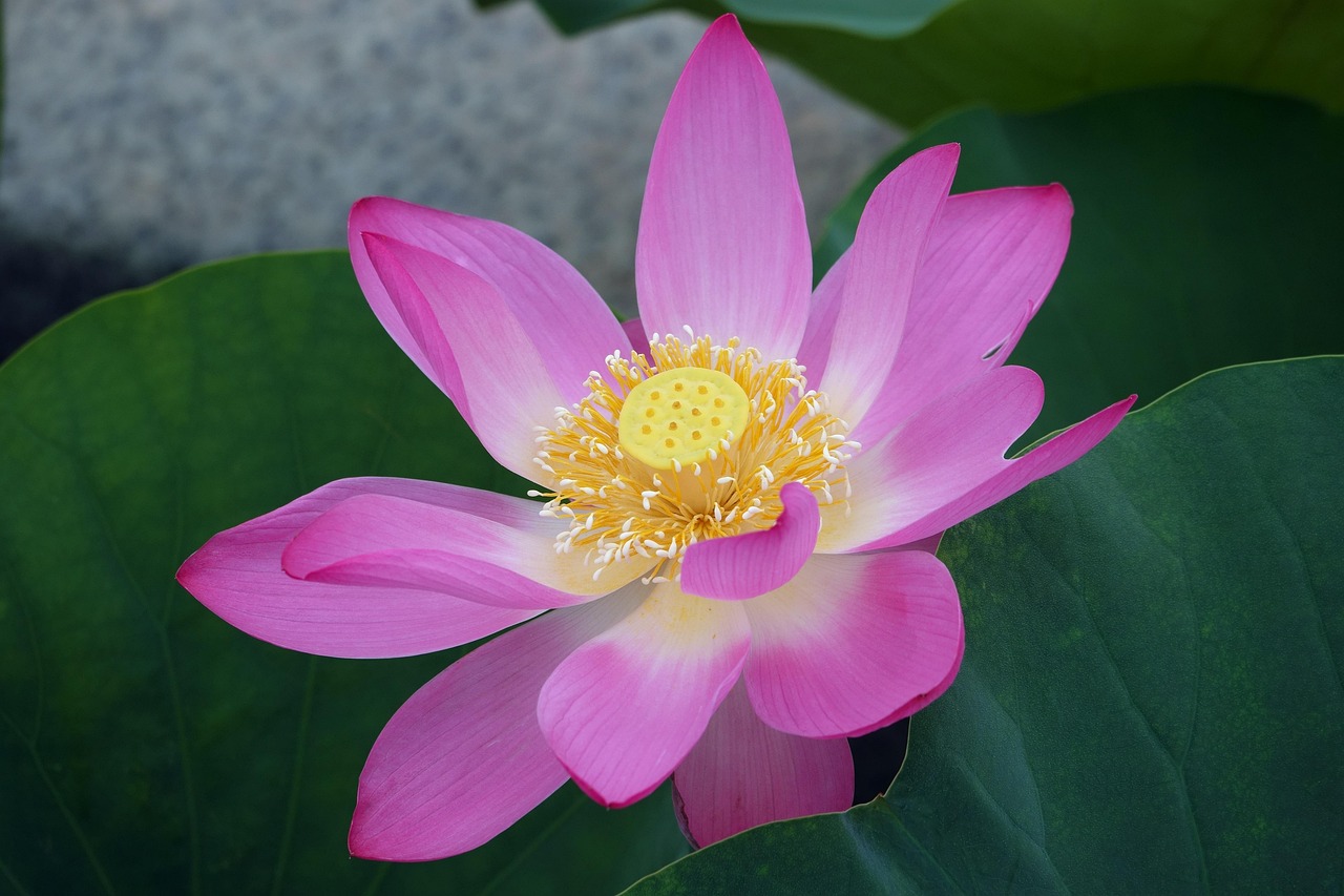 Lotus Flower Plant Free photo on Pixabay Pixabay