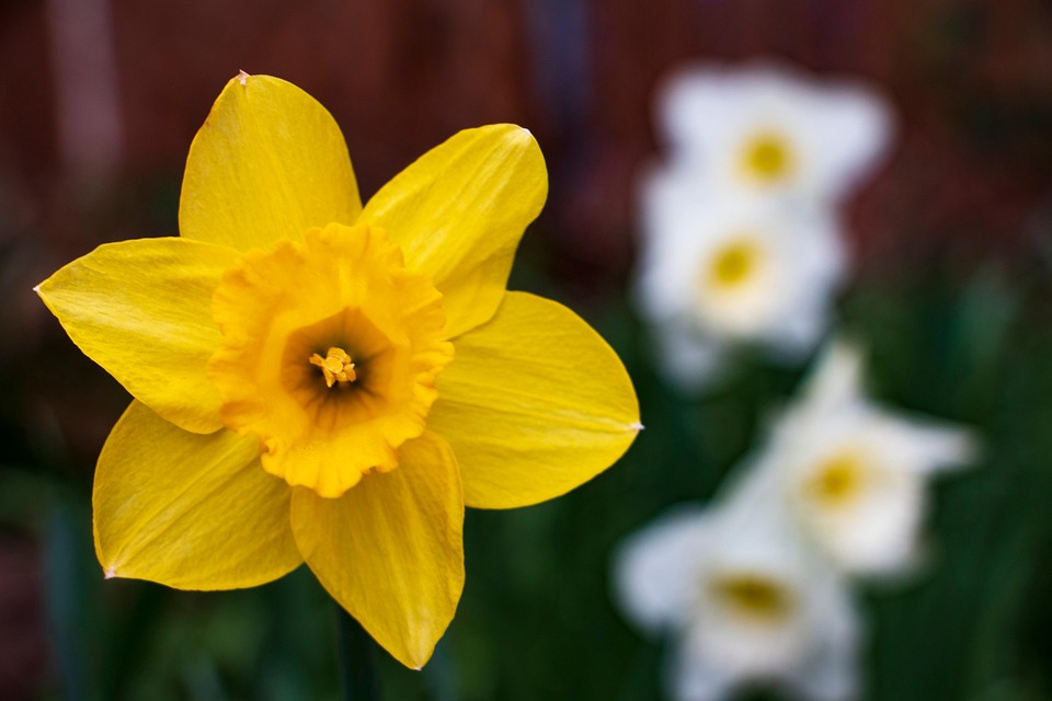 Daffodil Flower Plant Free photo on Pixabay