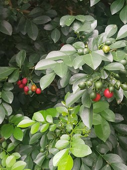 Palmsonntag, Baum, Ostern-Grab, Blume