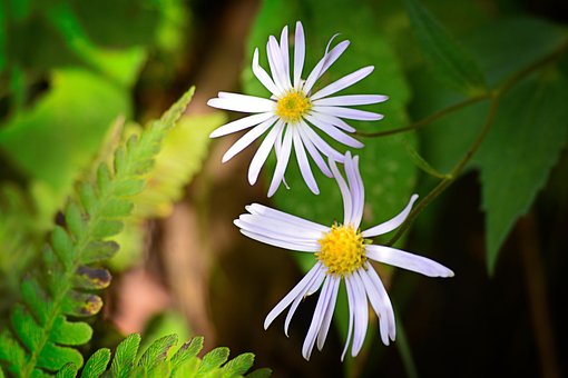 Blomster, Bjerg, Udtrakhand, Forår