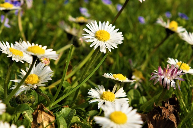 Free Daisy Flowers photo and picture