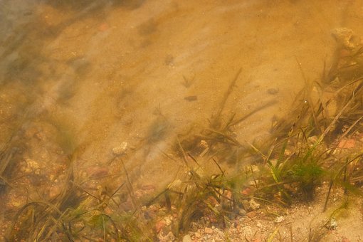 Wasser, Teich, Lake, Fluss, Unterseite