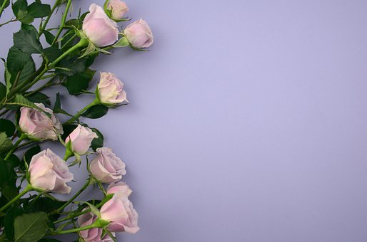 Roser, Blomster, Flad Lå, Plante, Buket
