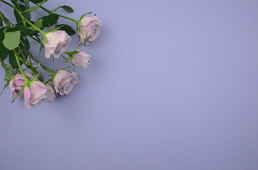 Roser, Blomster, Flad Lå, Plante, Buket