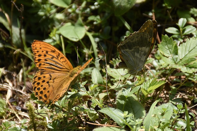 Free Butterfly Wings photo and picture