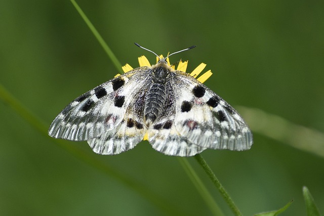Free Butterfly Wings photo and picture