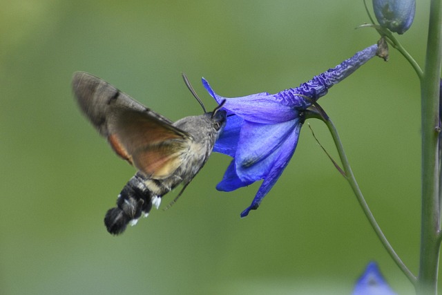 Free Butterfly Hummingbird Hawk-Moth photo and picture