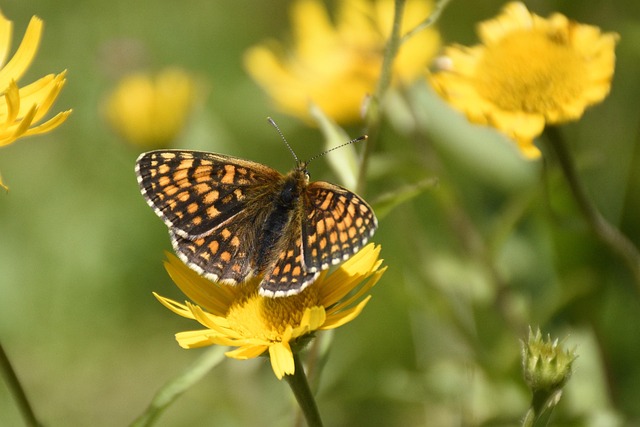 Free Butterfly Bug photo and picture