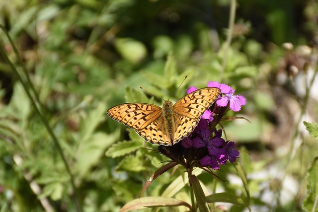 Free Butterfly Bug photo and picture